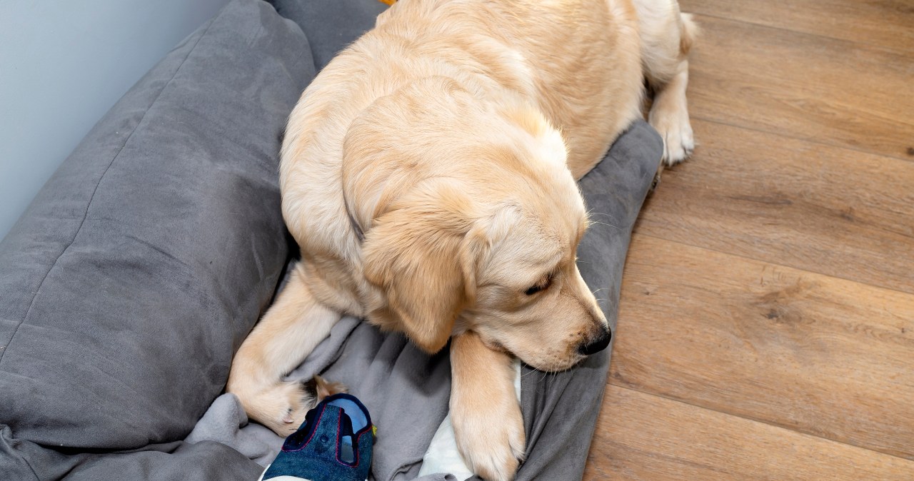 Pies robi to po twoim wyjściu z domu? Nie ignoruj tego sygnału