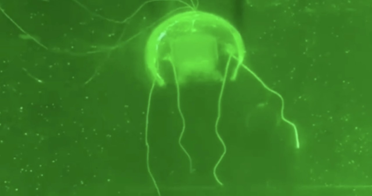 Chińscy naukowcy stworzyli "podwodnego ducha". Jak żywy!