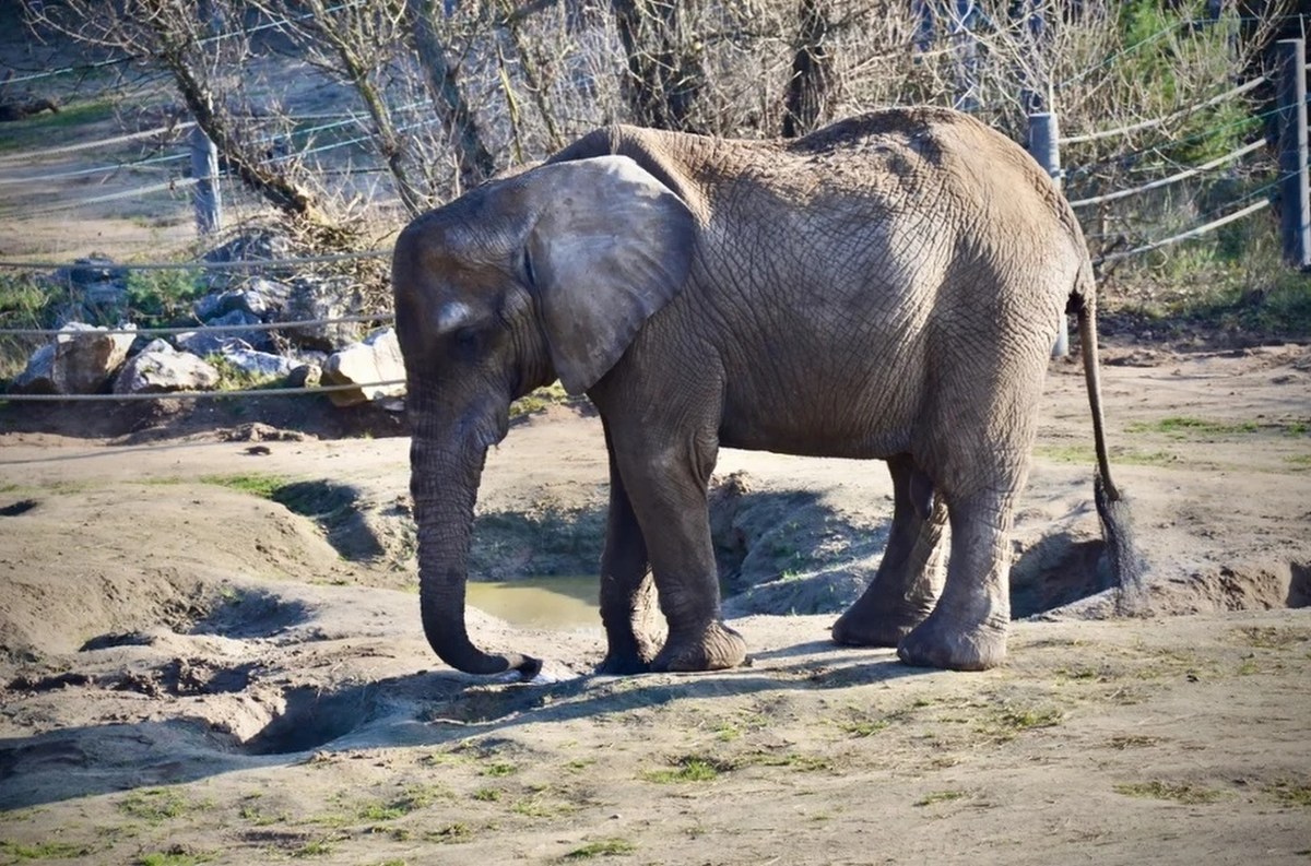Awantura o śmierć słonicy Kingi. Radna PiS atakuje