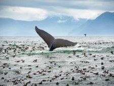 Jaimen Hudson: Z przestworzy w głębiny