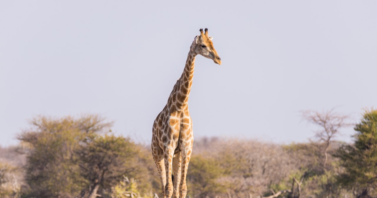 Dlaczego żyrafy mają takie długie nogi? Odpowiedź zaskakuje