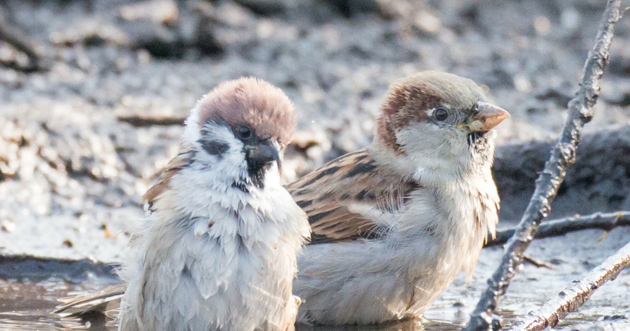Wielu Polaków popełnia ten błąd. Myślimy, że są wszędzie, a jednak znikają