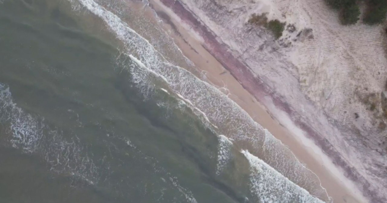 Fioletowy piasek nad Bałtykiem. Zjawisko przyciąga tłumy turystów