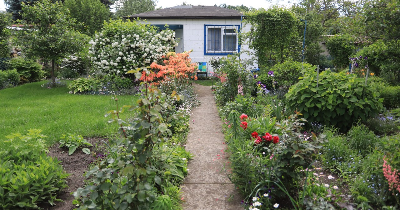 Warzywa i owoce z działki ROD są pełne chemikaliów. Wyniki testów