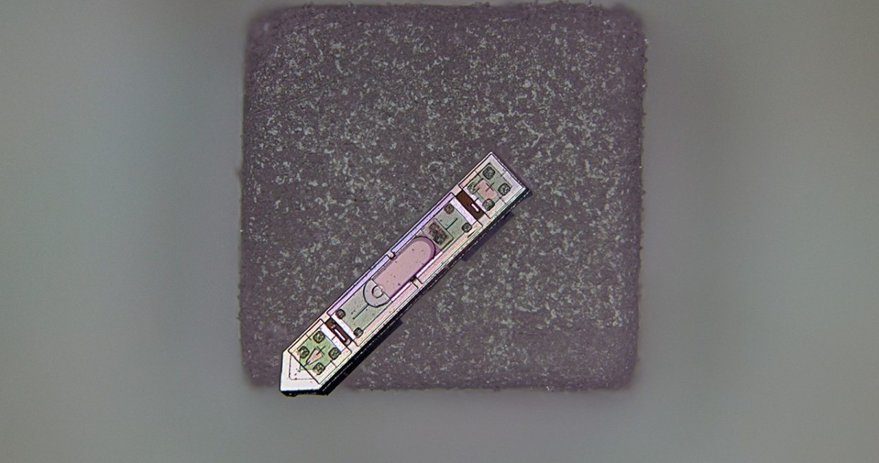 Implant mniejszy niż ziarnko soli. Przez rok bezprzewodowo śledzi mózg