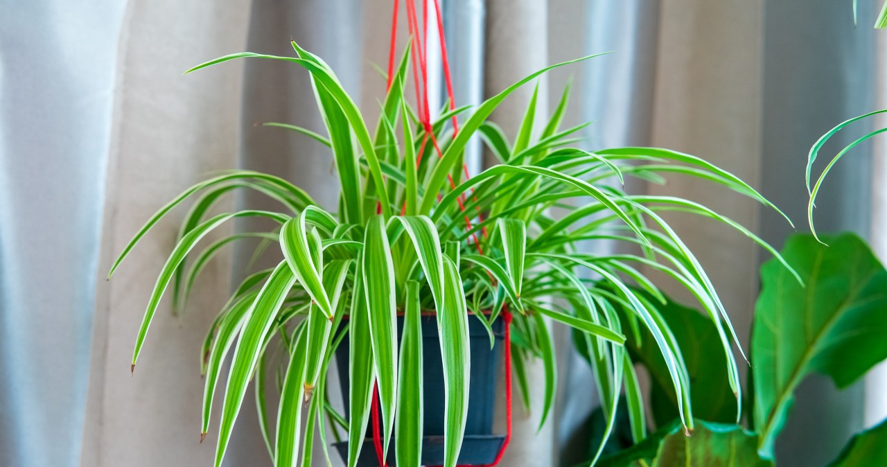 Dlaczego warto mieć zielistkę w domu? Wpływ na wilgoć i powietrze