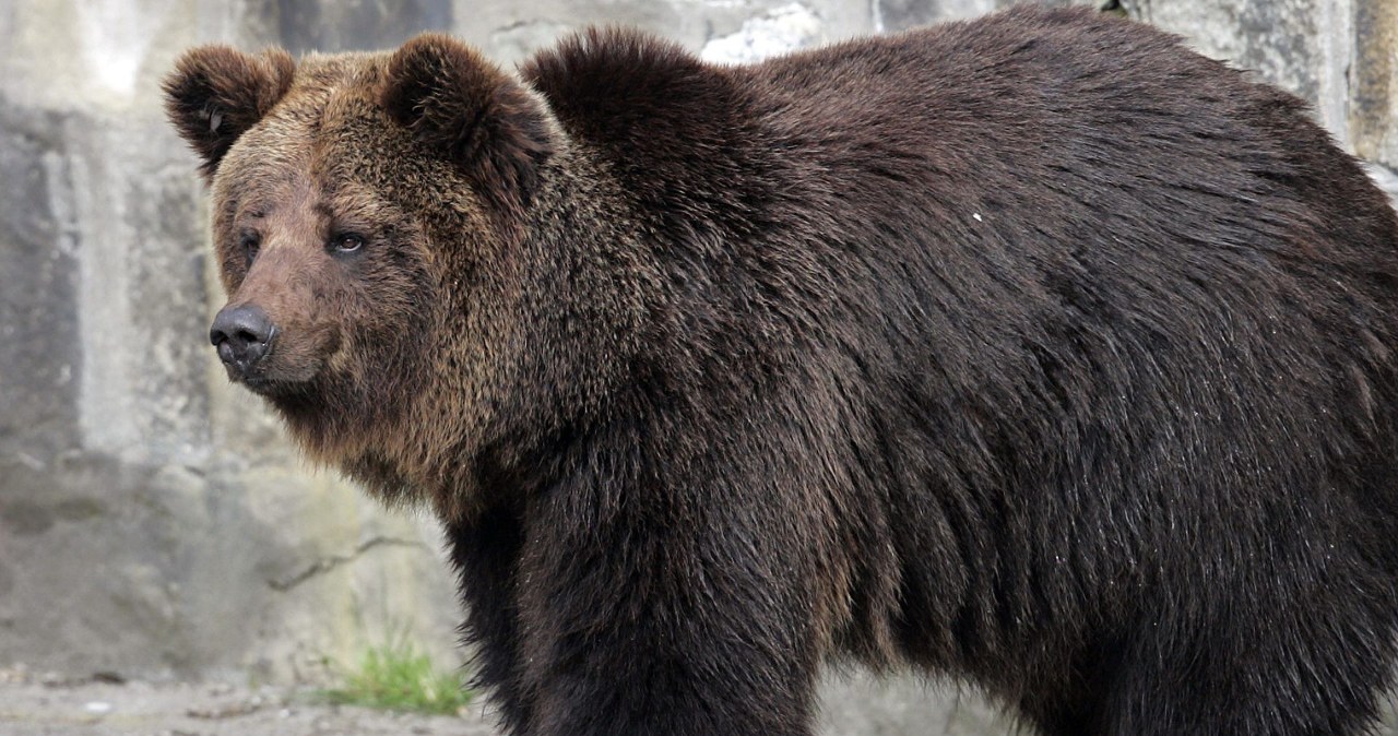 Nieoczekiwane wtargnięcie do kurnika. Drapieżnik utknął w klatce