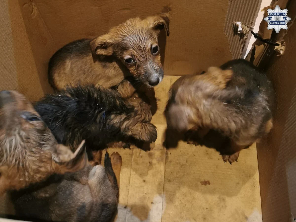 Porzucone w kartonie, głodne i przestraszone - w takim stanie odnaleziono kilka szczeniąt na leśnej drodze w Czyżowicach (Śląskie). Policja prowadzi śledztwo i apeluje do mieszkańców o pomoc w ustaleniu sprawcy tego okrutnego czynu.