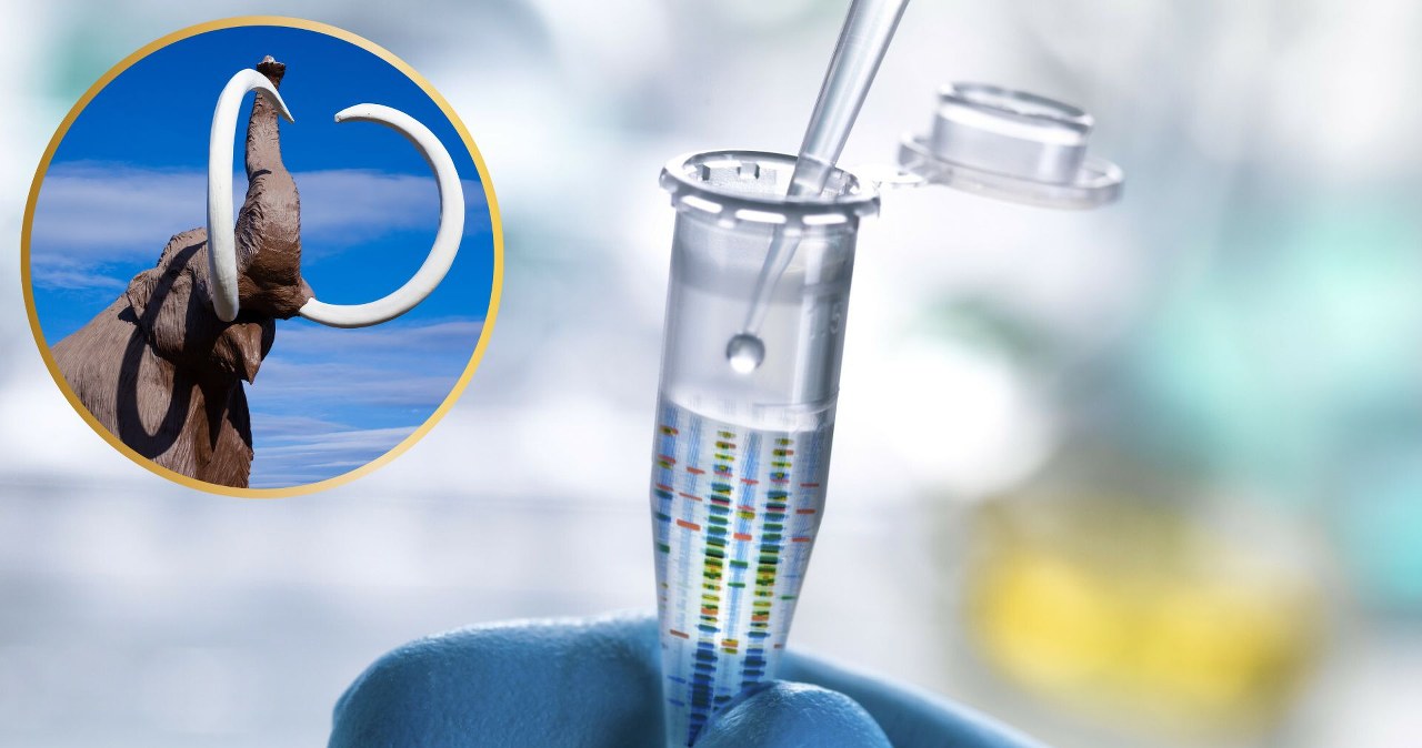 Chcą przywrócić do życia mamuta. Właśnie kupili firmę klonującą psy gwiazd