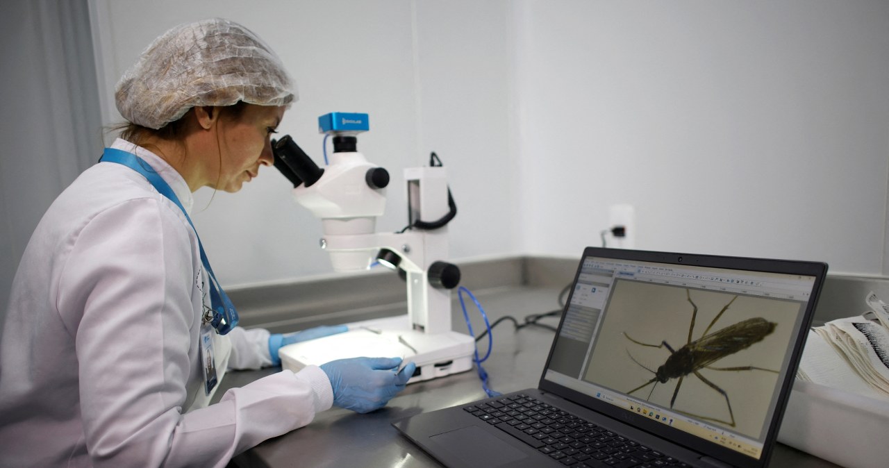 Zbadali geny komara i zaskoczenie. Po ukąszeniu dzieje się coś dziwnego