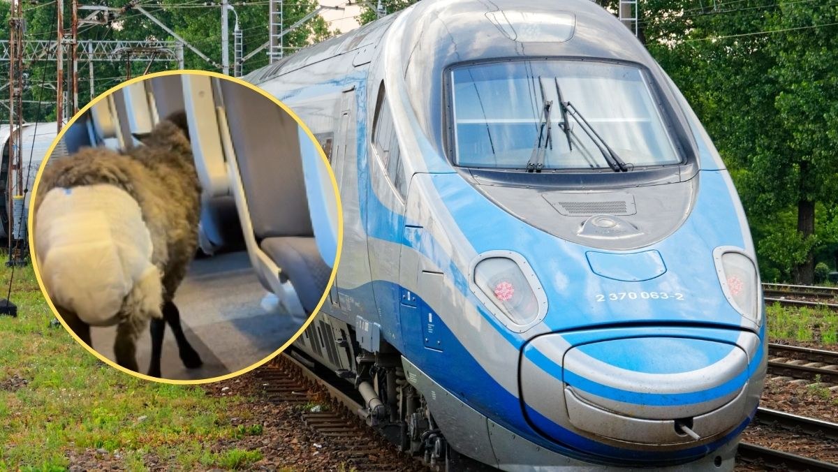 Niecodzienny pasażer w Pendolino. Owca w pampersie wzbudziła sensację