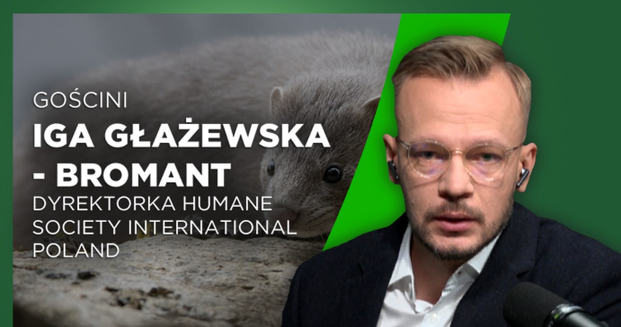 Zakaz hodowli norek i lisów w Polsce. Sejm przegłosował projekt. Co dalej?