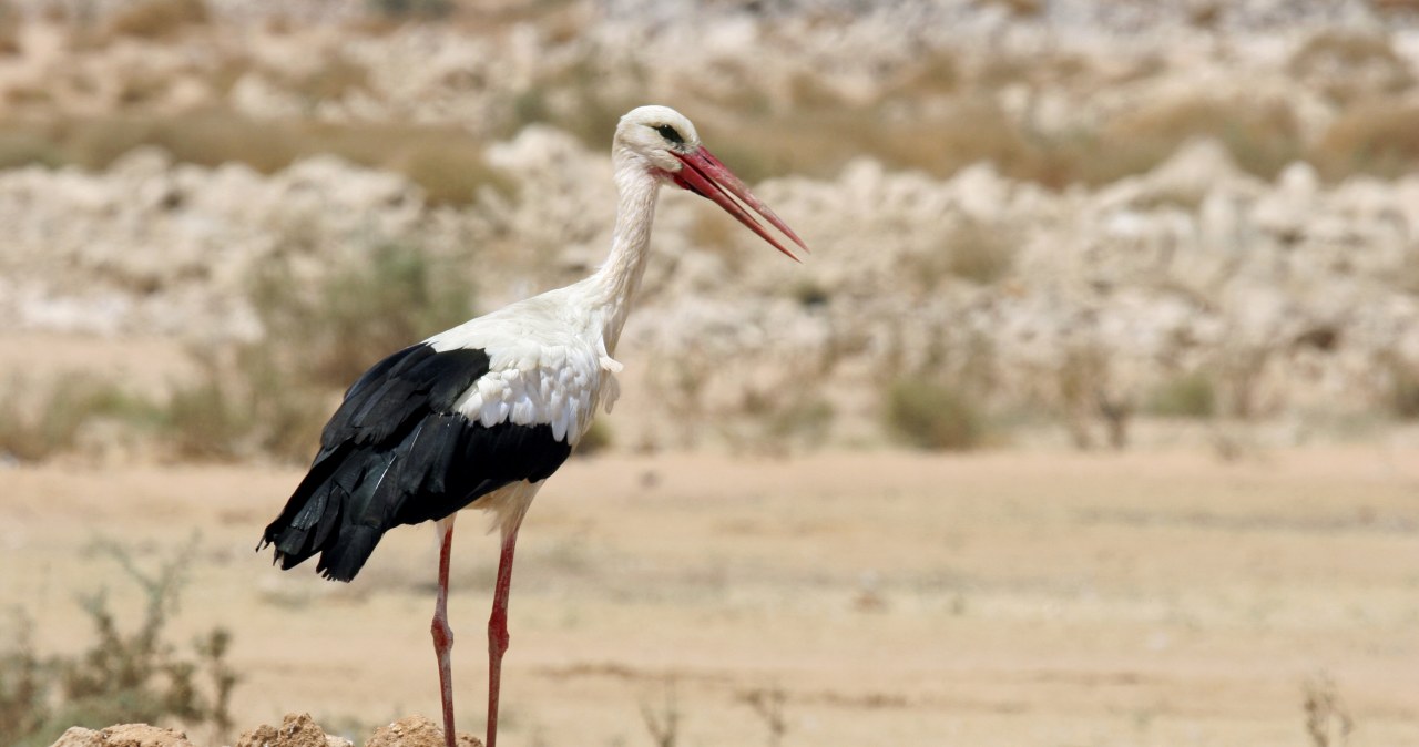 Polskie bociany utknęły w niebezpiecznym kraju. Co się stało?