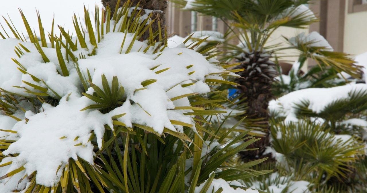 Jak zabezpieczyć palmę na zimę? Poradnik krok po kroku