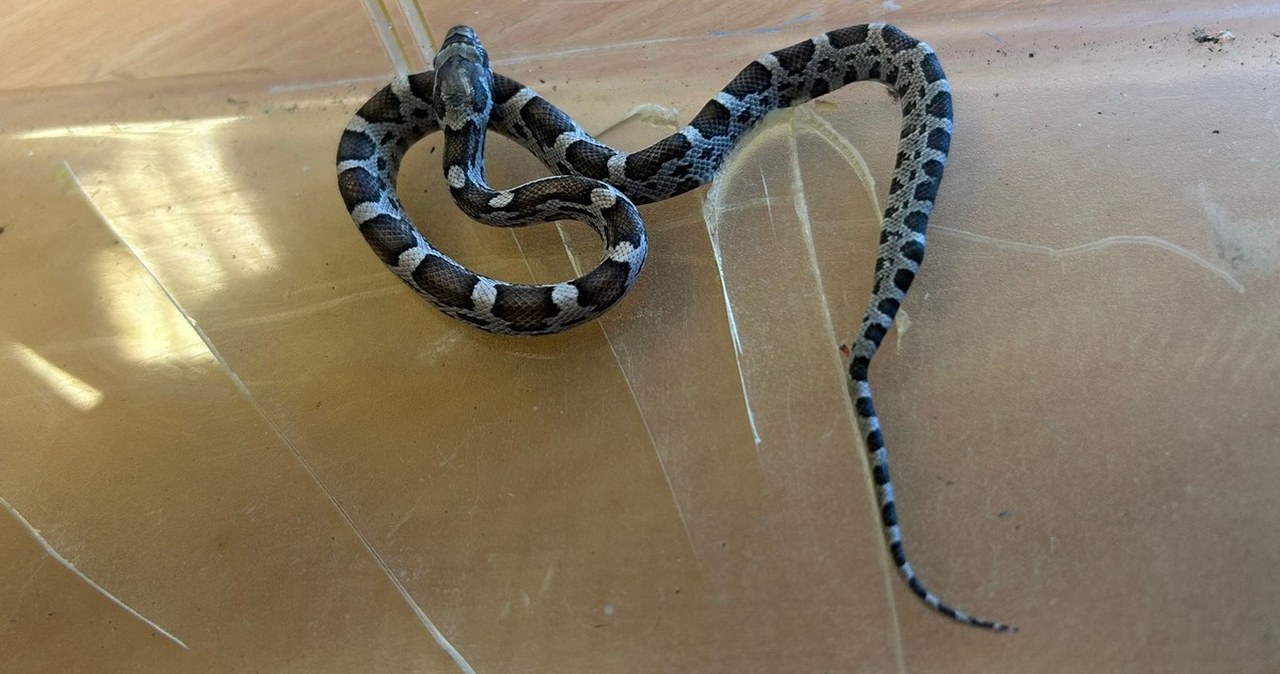 Była 7:30 rano. Zaskakujący gość postawił na nogi szkołę w Gdańsku Była 7:30 rano. Zaskakujący gość postawił na nogi szkołę w Gdańsku