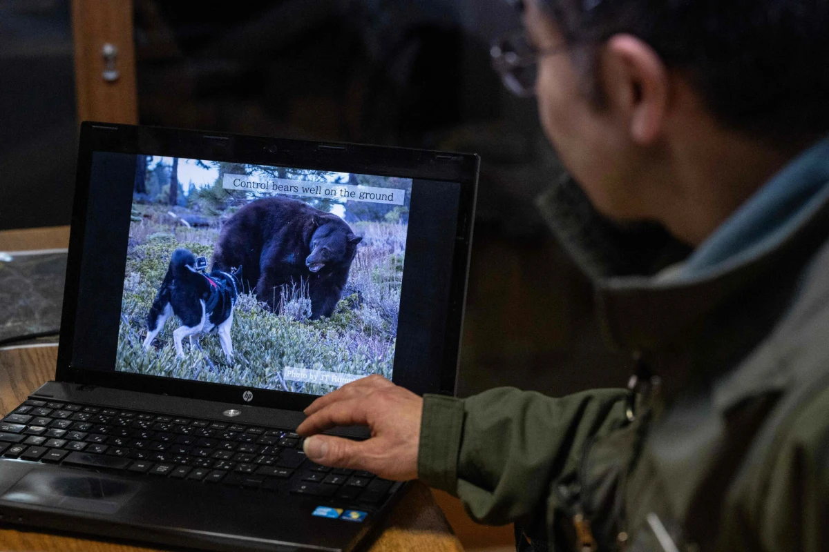 Japońskie władze zdecydowały o wysłaniu żołnierzy na północ kraju, by pomóc w walce z bezprecedensową falą ataków niedźwiedzi. Od kwietnia w całej Japonii odnotowano ponad 100 ataków, w których zginęło już 12 osób. Najtrudniejsza sytuacja panuje w prefekturze Akita.