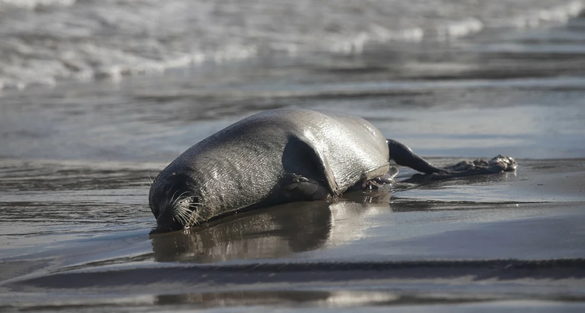 Na wybrzeżu Morza Kaspijskiego w obwodzie mangystauskim w Kazachstanie ponownie dochodzi do masowego pomoru fok kaspijskich. W ciągu ostatnich kilku dni lokalne władze odnotowały co najmniej 112 martwych zwierząt. Informacje te przekazała służba prasowa Departamentu Ekologii regionu, która prowadzi badania i pobiera próbki wody na długim odcinku wybrzeża. Wyniki analiz nie zostały jeszcze opublikowane.
