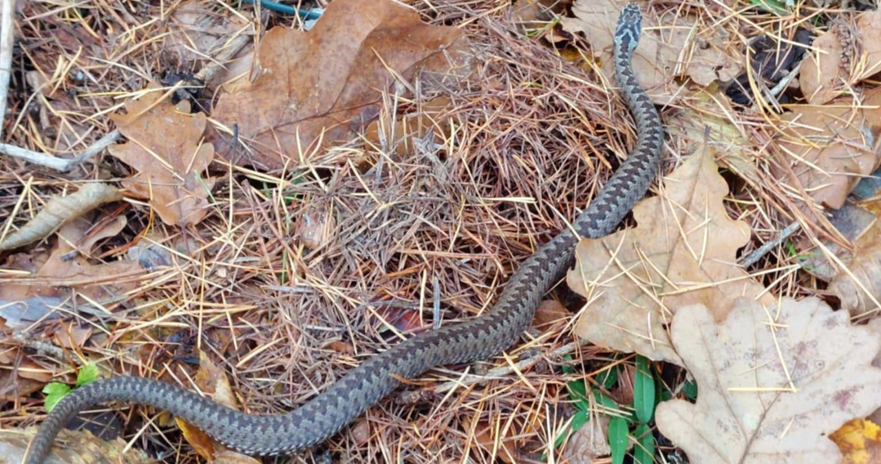 Jeszcze nie zapadły w zimowy sen. Leśnik natknął się na nią w lesie