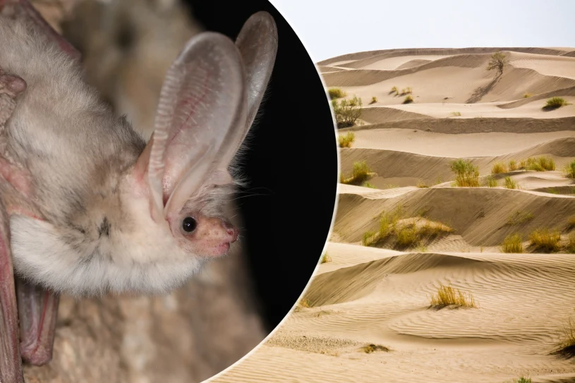 Podejrzewano, iż wyginął. Gatunek powrócił po ponad pół wieku