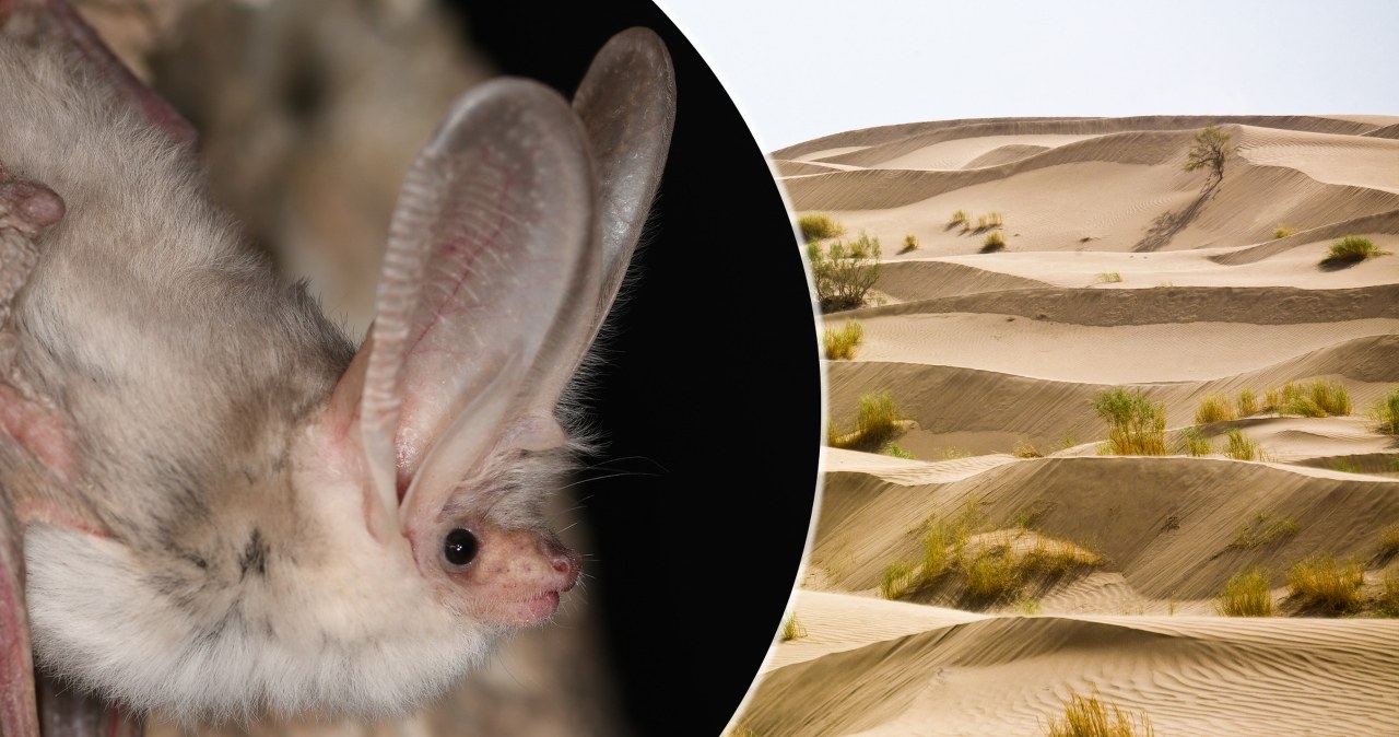 Podejrzewano, iż wyginął. Gatunek powrócił po ponad pół wieku