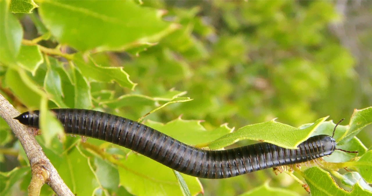 Ściągnęli inwazyjne wije do miasta. Plaga w Nowej Zelandii
