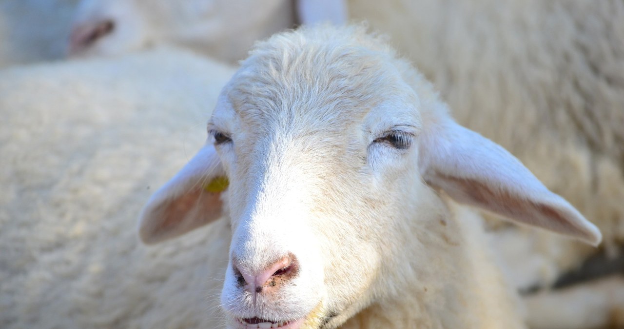 Owca z pieluchą w Pendolino. Nagranie krąży po sieci