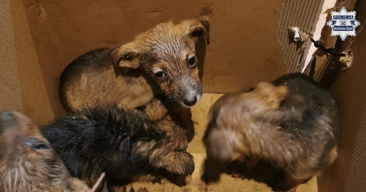 Ktoś wyrzucił szczeniaki i zostawił przy drodze. Policja na tropie sprawcy