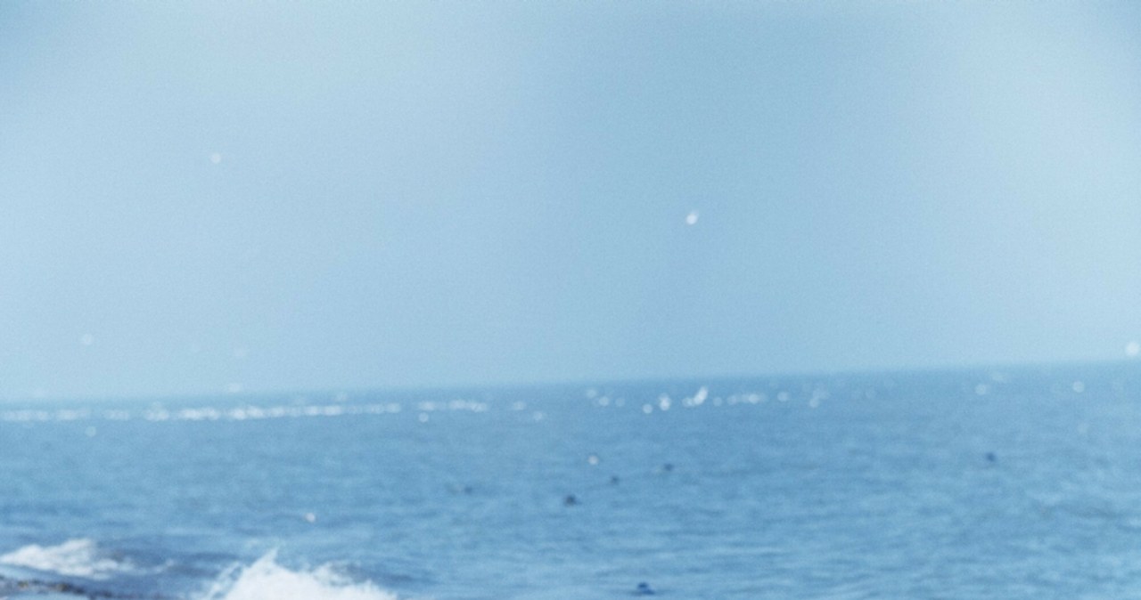 Morze wyrzuciło na brzeg martwe foki. Rok temu było jeszcze gorzej