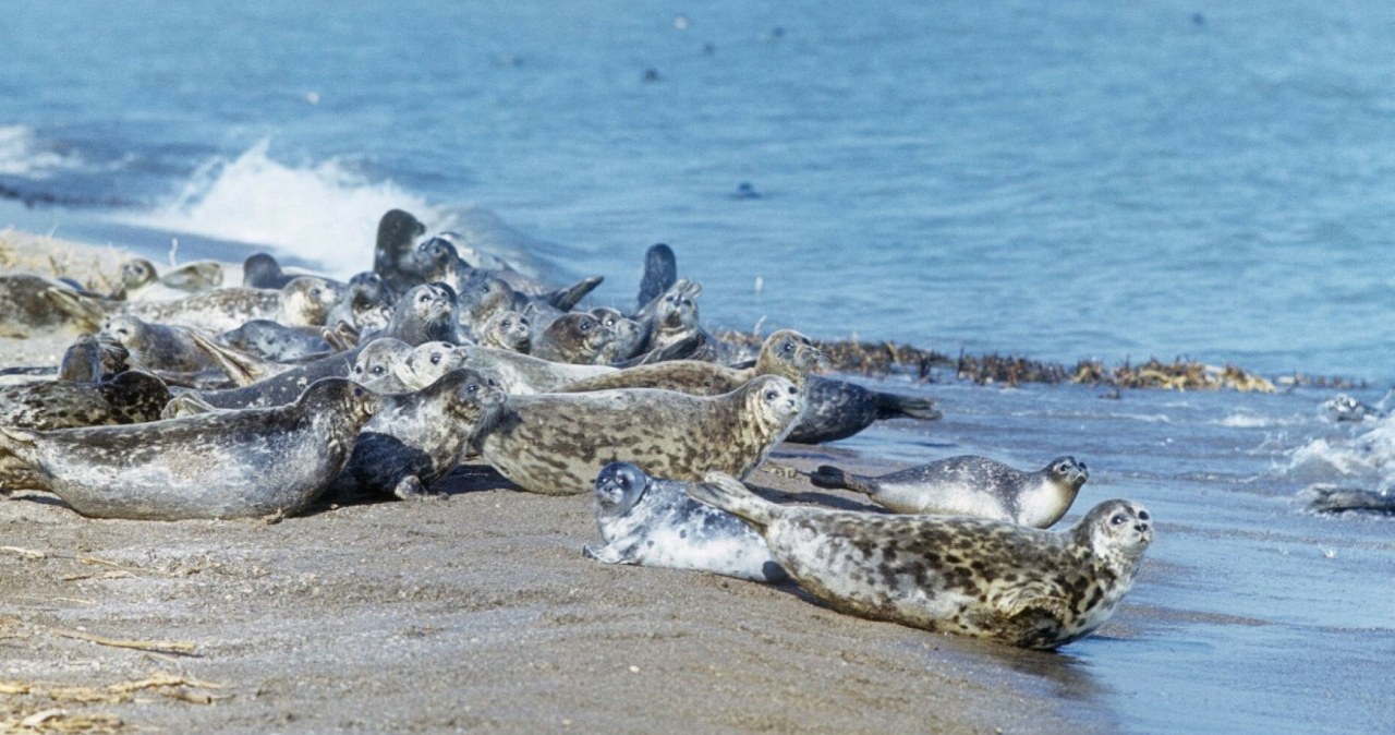 Martwe foki w największym jeziorze na świecie. Jest ich już ponad 130