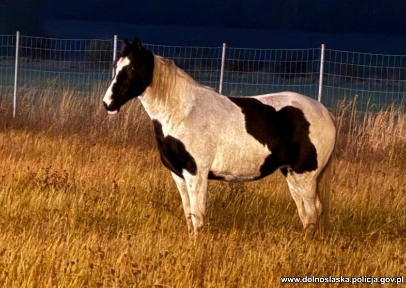 /Policja Dolnośląska /
