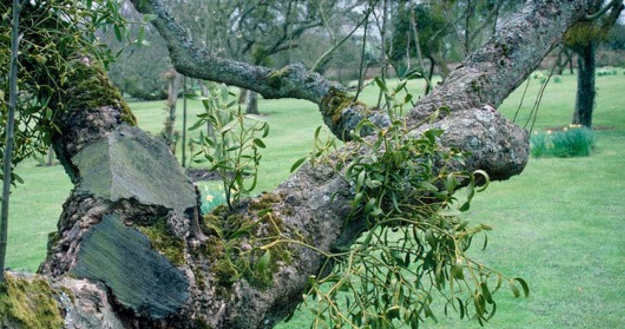 Incydent w stołecznym ogrodzie botanicznym. Zniszczono okazy półpasożyta