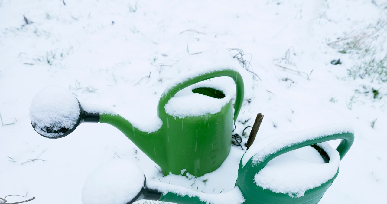 Czy w zimie trzeba podlewać rośliny? Ogrodnik wyjaśnia