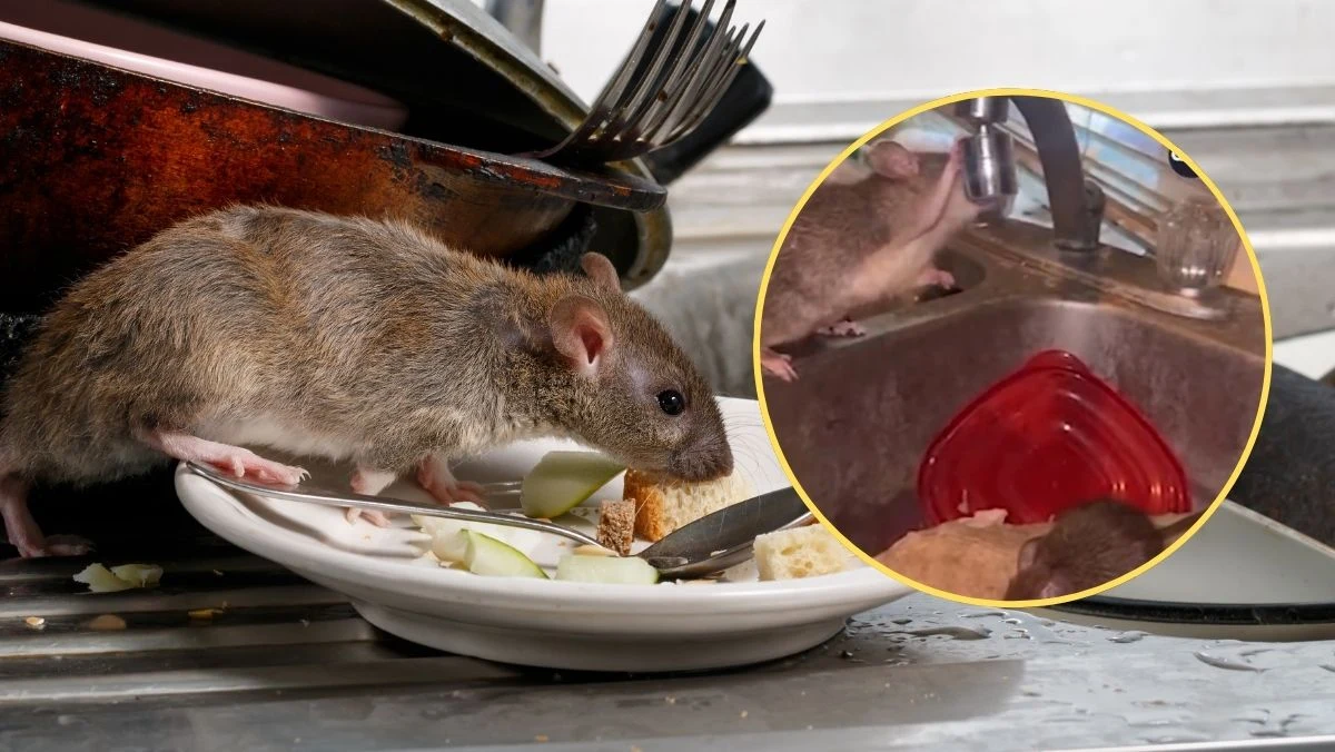 W Irvine, jednym z miast hrabstwa Orange w Kalifornii, rozegrał się prawdziwy dramat. Jeden z domów został opanowany przez tysiące szczurów, a problem szybko rozprzestrzenił się na całą okolicę. Władze miasta musiały interweniować, ogłaszając budynek publicznym zagrożeniem i podejmując zdecydowane kroki w celu opanowania sytuacji.