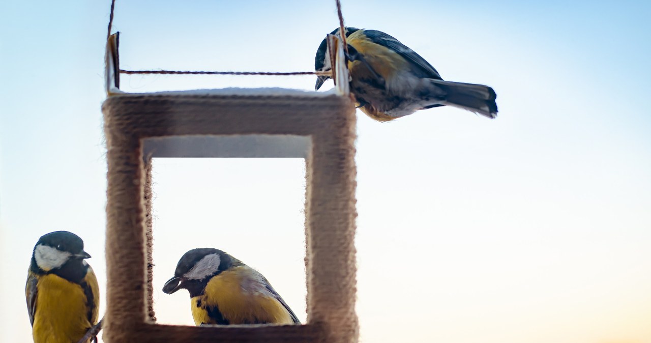 Wystaw zimą na balkon. Rodzina sikorek będzie cię codziennie odwiedzać