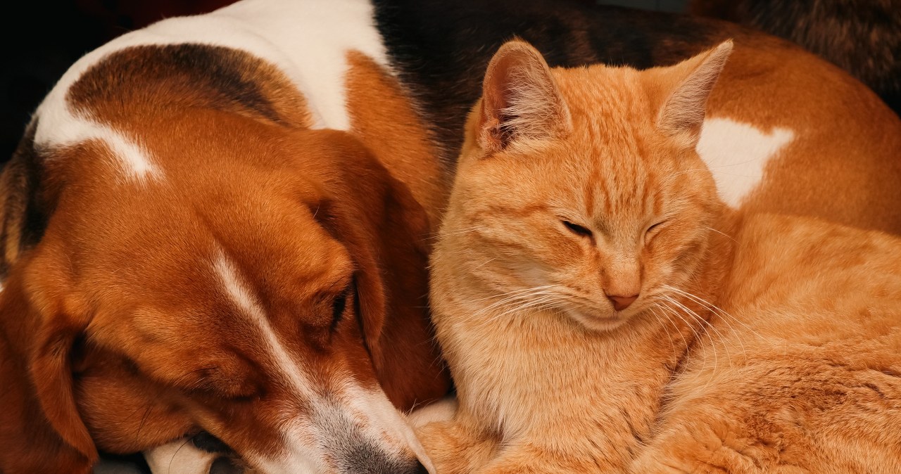 Przez lata były uważane za inteligentniejsze. Wyniki badań mogą zadziwić