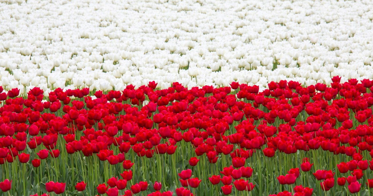 wiadomości,aktualności,Interia Rafał Woś: Polska nie jest już krajem suwerennym. Niestety