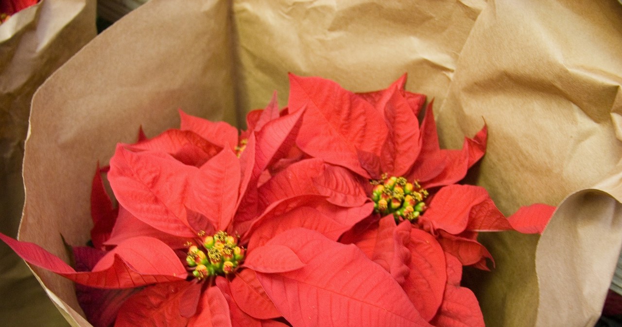 Jak pielęgnować gwiazdę betlejemską, by miała czerwone liście na święta