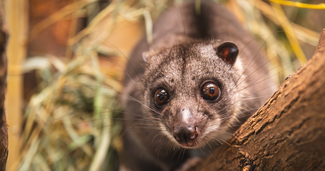 To kuskus, ale nie mylić z kaszą. Rzadki torbacz pojawił się w Polsce