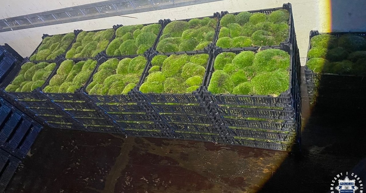 Przyłapali go na gorącym uczynku. Nielegalnie wywiózł z lasu 53 skrzynki