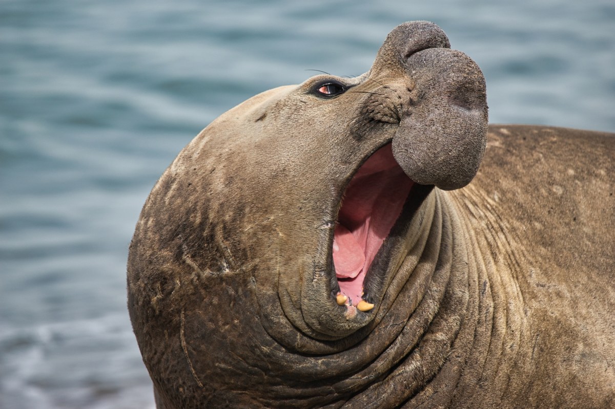 Ptasia grypa wykończyła słonie morskie. Samce alfa mocno ucierpiały