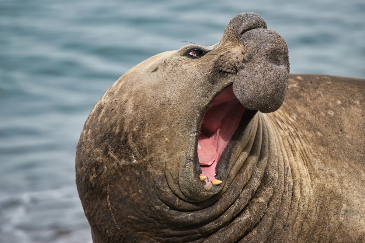 Ptasia grypa zdziesiątkowała populację mirung, zwanych też słoniami morskimi i jej powrót do rozmiaru sprzed epidemii może zająć nawet 70 lat - poinformowała w czwartek telewizja BBC, powołując się na naukowców.