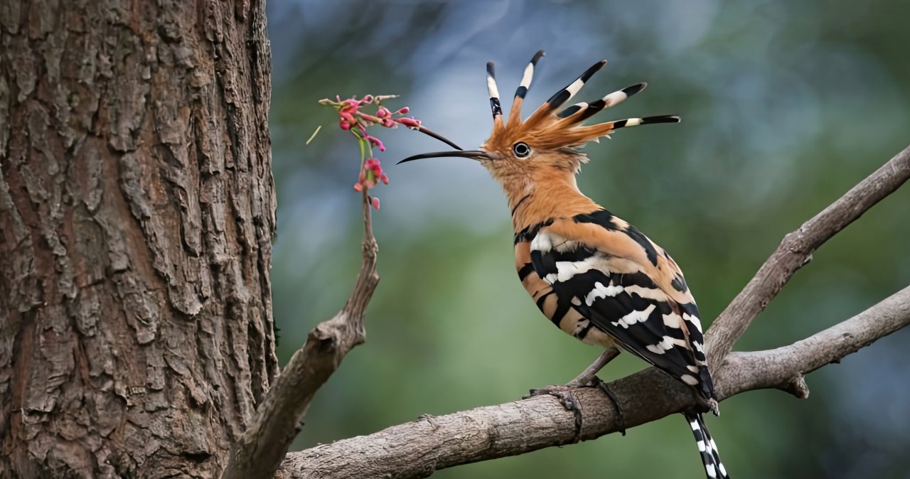 Dudek wraca do Wlk. Brytanii. Piskląt nie było od 1996 r.