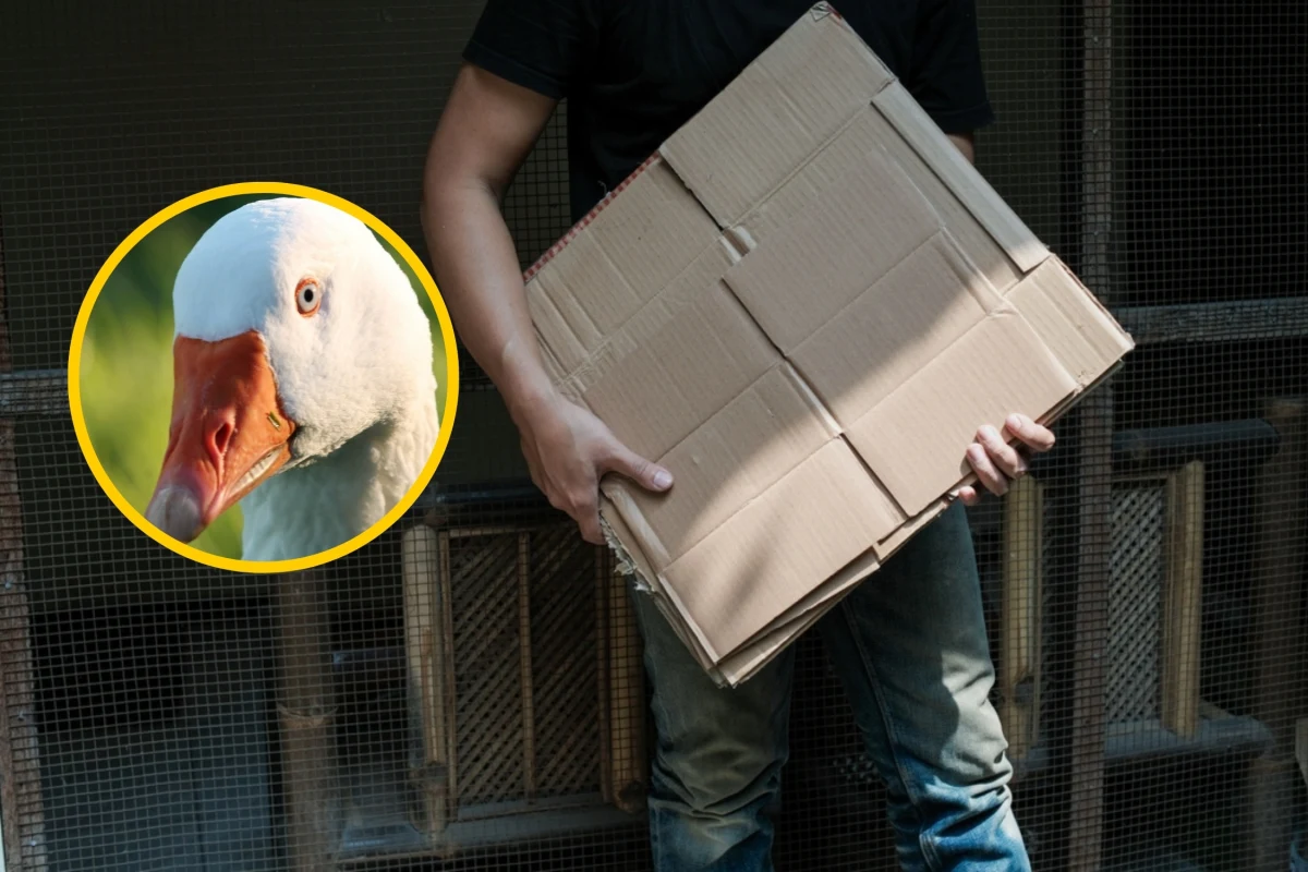 Czy kobieta, która wysłała w szczelnie zapakowanej paczce żywą gęś, trafi do więzienia? Prokuratura Rejonowa w Siedlcach złożyła zażalenie od wyroku uniewinniającego w tej bulwersującej sprawie. 