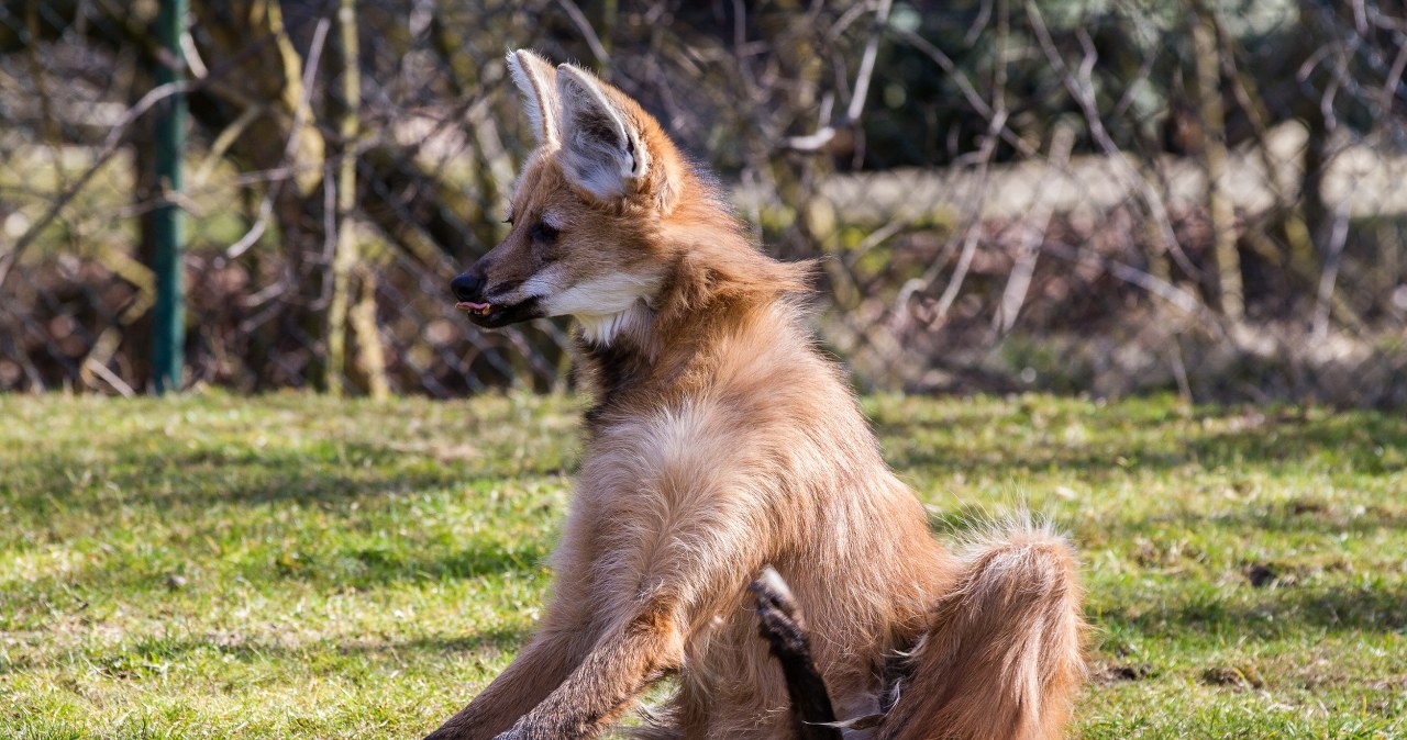 Smutek w Polsce. Zmarł jeden z najbardziej niezwykłych wilków świata