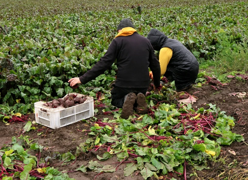 Grosze u rolnika, 10 złotych w sklepie. Europoseł bierze się za marże