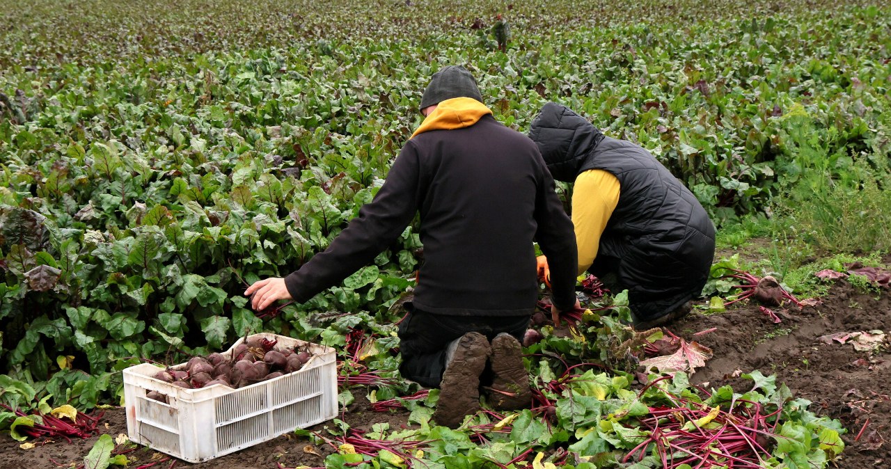 Grosze u rolnika, 10 złotych w sklepie. Europoseł bierze się za marże