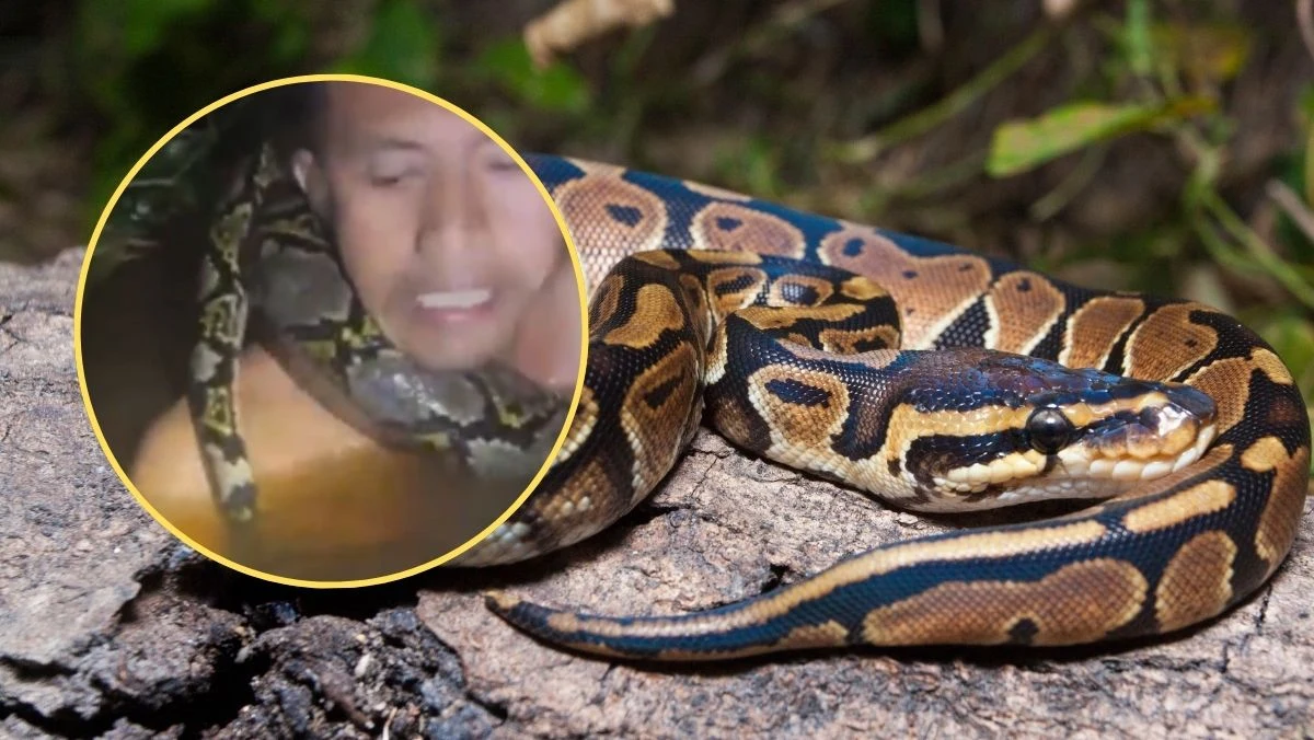 Na indonezyjskiej wyspie Borneo doszło do dramatycznych scen, które na długo pozostaną w pamięci uczestników jednej z wycieczek. Doświadczony łowca węży, Heru, znalazł się w śmiertelnym niebezpieczeństwie, gdy podczas rejsu po rzece został zaatakowany przez ogromnego, sześciometrowego pytona. Całe zdarzenie zostało zarejestrowane na mrożącym krew w żyłach nagraniu, które obiegło media społecznościowe.