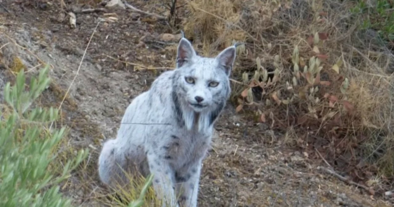 Biały ryś iberyjski w Hiszpanii. Naukowcy zachodzą w głowę