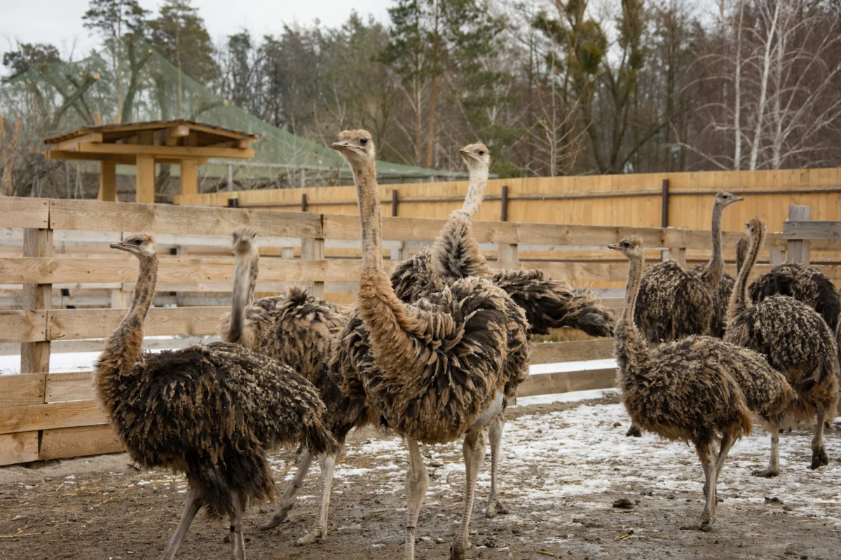 Śpiewanie hymnu Kanady i modlitwy - tak na wczorajszą decyzję Sądu Najwyższego Kanady zareagowali właściciele farmy strusi Universal Ostrich w Kolumbii Brytyjskiej i wspierająca ich grupa kilkudziesięciu sympatyków. Właściciele zwierząt i ich sympatycy domagali się odwołania decyzji o wybiciu niemal 400 zwierząt, jaką wydała kanadyjska inspekcja żywności (CFIA). Sędziowie postanowili, że wniosku nie będą rozpatrywać. Oznacza to, że strusie będzie można zabić.