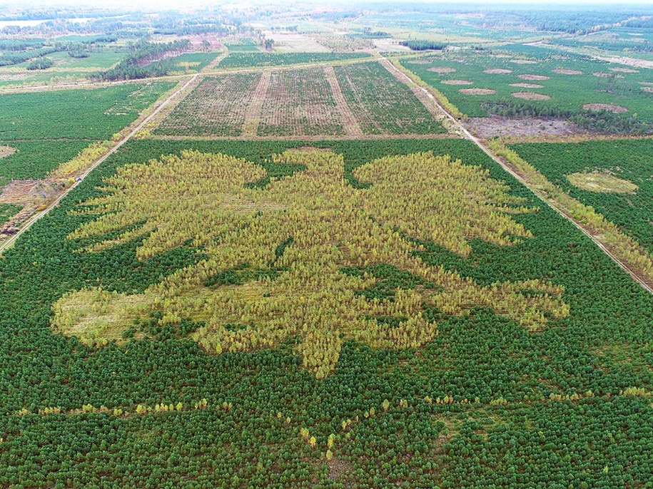 /Nadleśnictwo Lipusz /